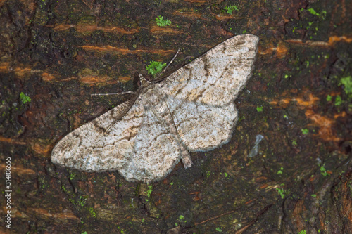 08.09.2019 DE, NRW, Leverkusen Rauten-Rindenspanner Peribatodes rhomboidaria ([DENIS & SCHIFFERMÃœLLER], 1775) photo