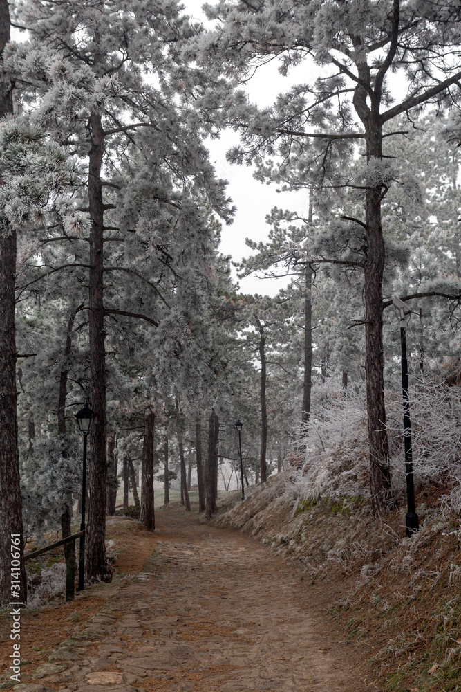 Frosty pine trees in a winter forest Frosty pine trees in a winter forest