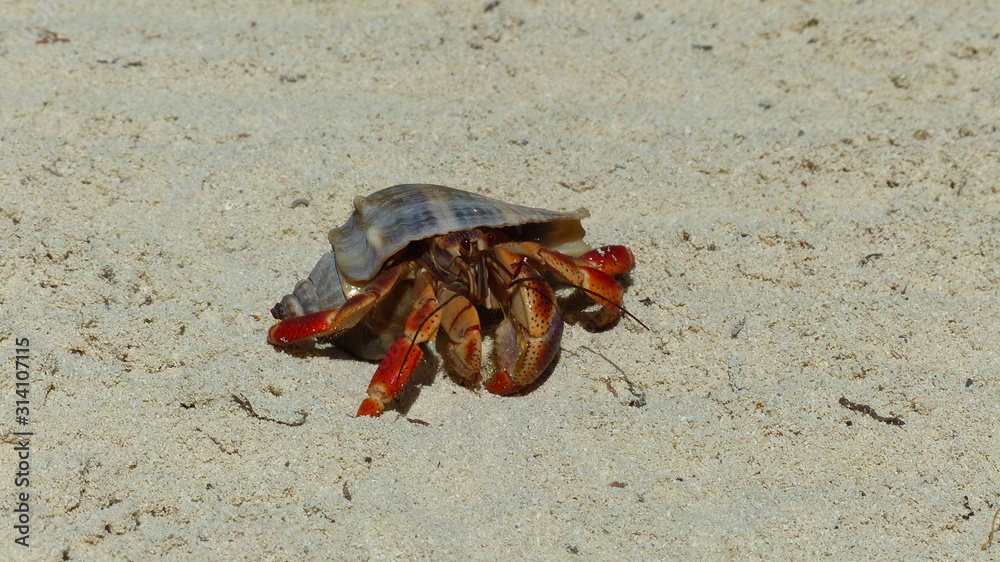 Crab on the beach