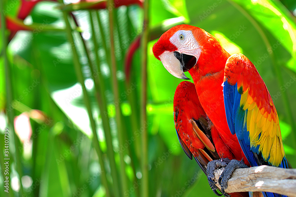 Colorful Parrot StockFoto Adobe Stock