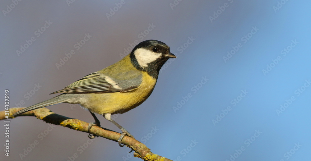 Great tit on branch background, Parus major Great tit on branch background, Parus major