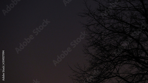 tree branches on a gray sky background. abstract mystical background.