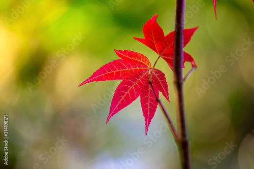 Beautiful red maple leaf of the tree  Maple leaves in the Autumn colors