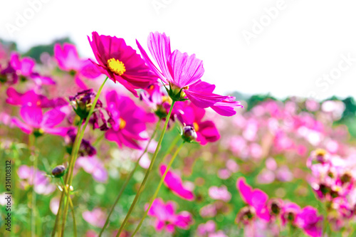 Pink Cosmos flowers beautiful in Green garden ,Beautiful flower © NARANAT STUDIO