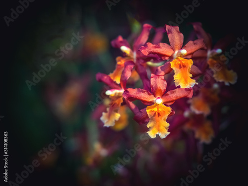 Rare ornamental Orchid. Flower of small pink orchids, a member of Orchid family (Orchidaceae). photo