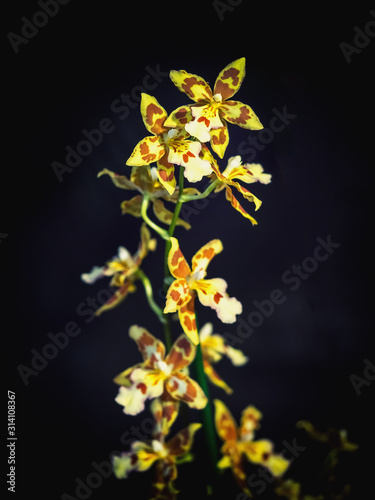 Rare ornamental Orchid. Flower of small yellow orchids, a member of Orchid family (Orchidaceae) photo