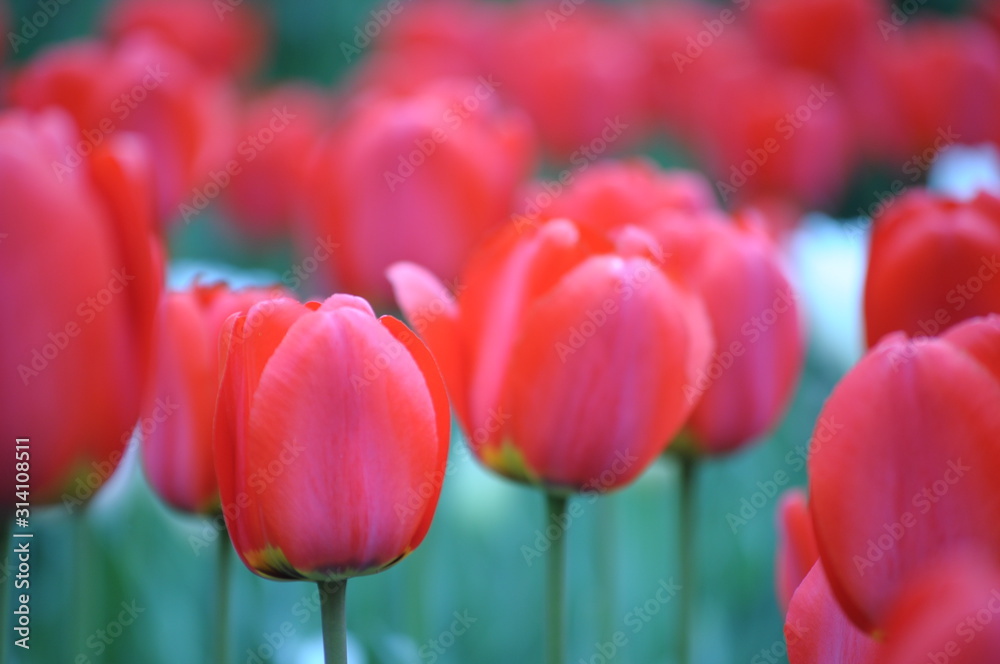 Obraz premium Tulips 