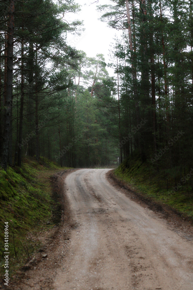pine forest and empty road