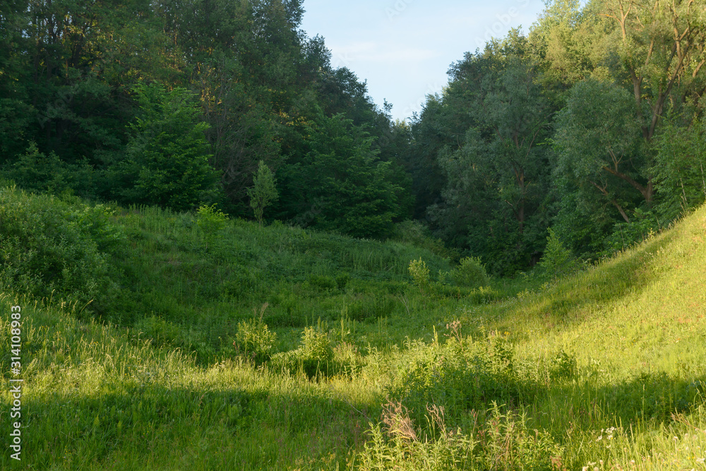 Green clearing in front of a dense forest Green clearing in front of a dense forest