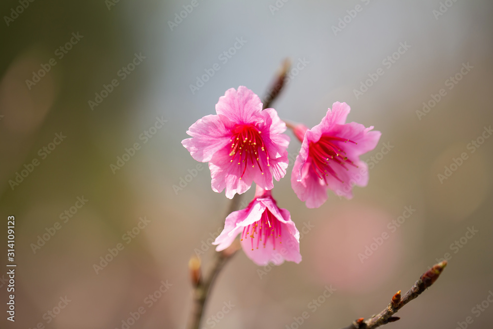 Close up of Pink Plum flower blooming in spring. selective focus Close up of Pink Plum flower blooming in spring. selective focus