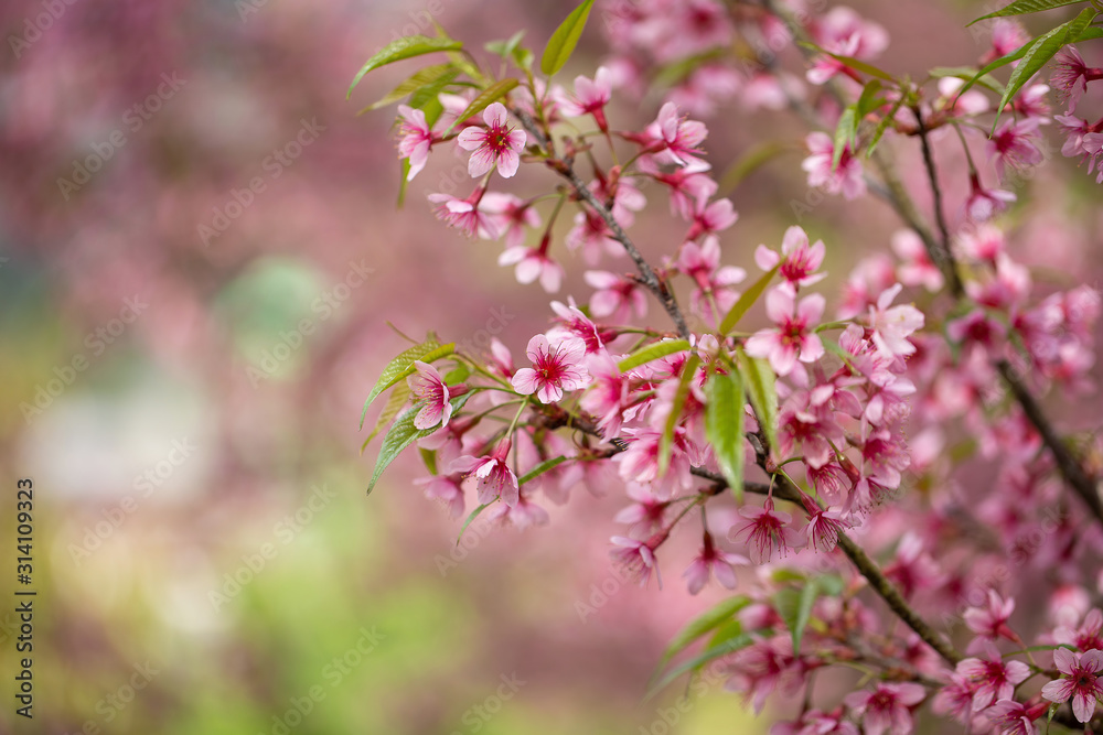Pink tree of Wild Himalayan Cherry blossom or thai sakura flower tree at Chiang Mai Thailand Pink tree of Wild Himalayan Cherry blossom or thai sakura flower tree at Chiang Mai Thailand
