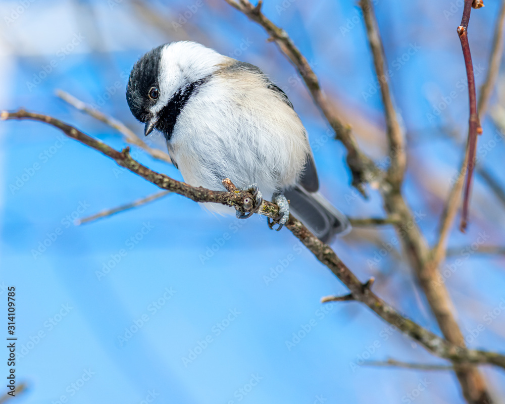 Fototapeta premium Closeup portrait of a Black-capped Chickadee (Poecile atricapillus) perched on a branch.