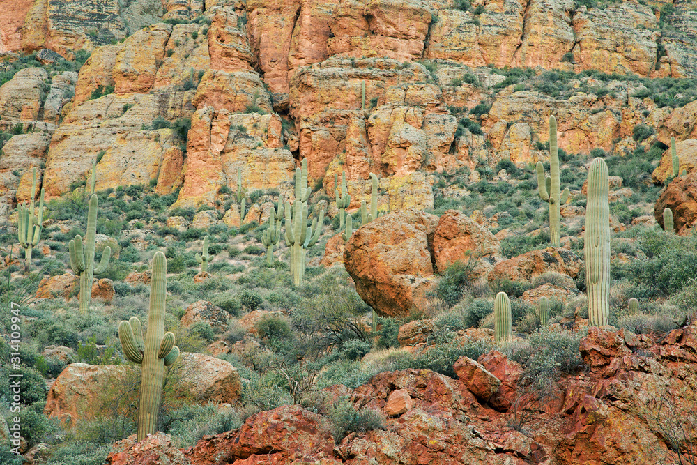 Spring landscape of saguaro cactus along the Apace Trail, Tonto National Forest, Arizona, USA