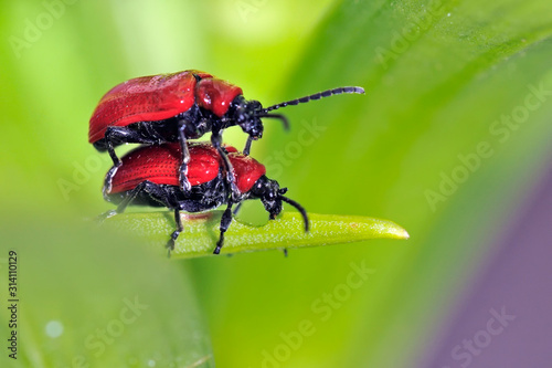 The scarlet lily beetle Lilioceris lilii, or red / leaf lily beetle, Crete  photo