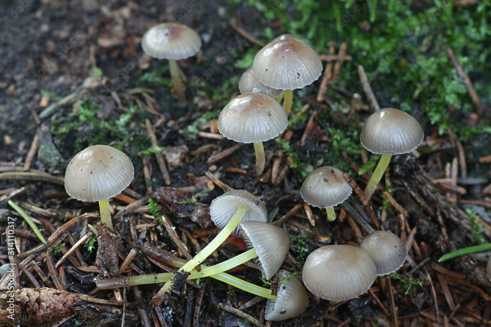 Foto Mycena epipterigya var
