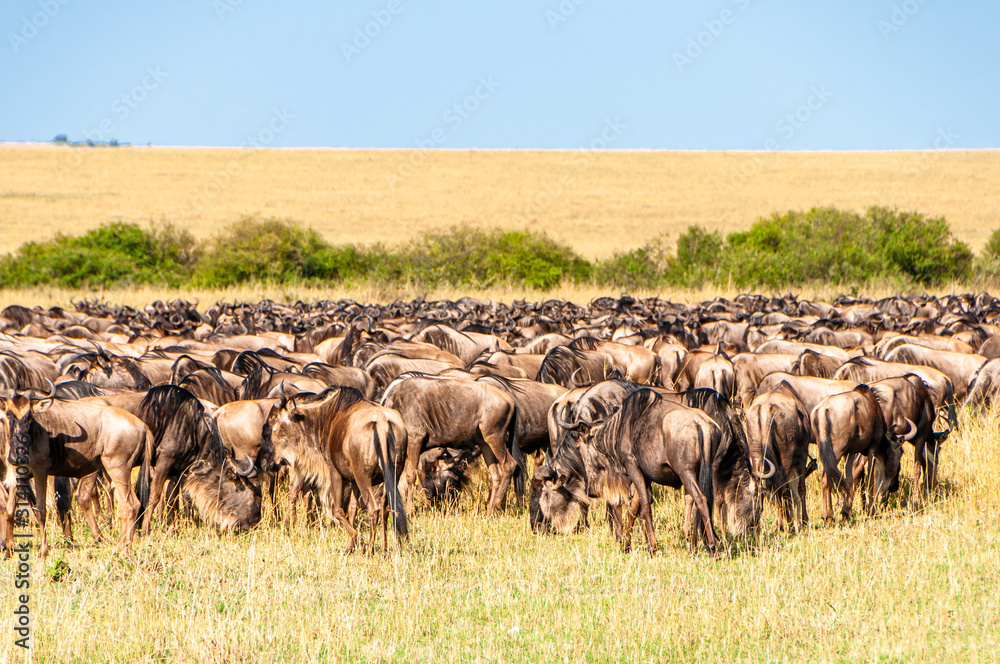 Big Migration on Serengeti Plains in Tanzania, Aftica