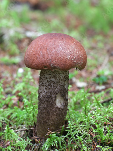 Leccinum versipelle, known orange birch bolete, wild mushrooms from Finland photo