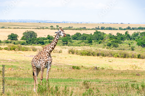 Safari in Africa