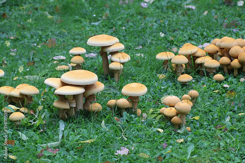 Phaeolepiota aurea, known as golden bootleg or golden cap, wild poisonous mushroom from Finland photo