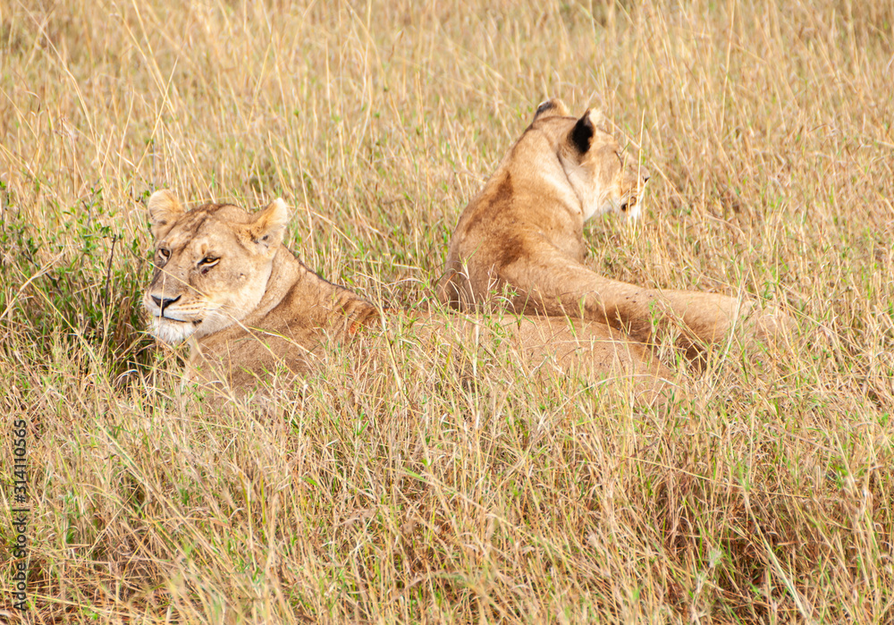 Safari in Tanzania, Africa