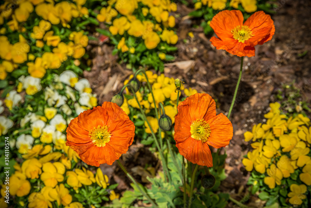 Orange poppies blooming