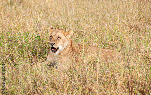 Safari in Africa