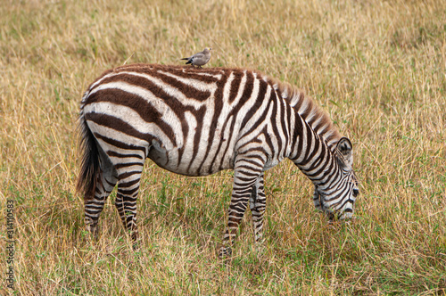 Safari in Africa