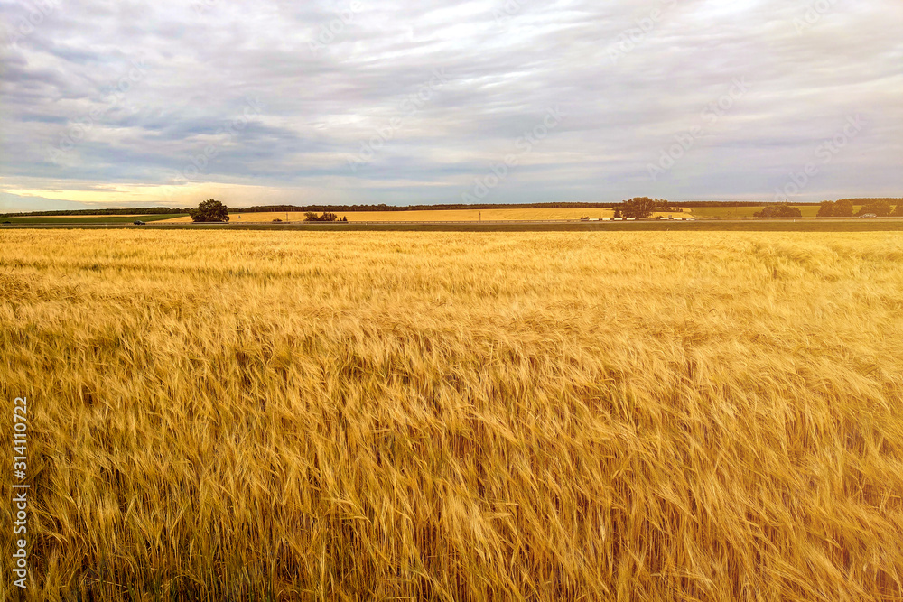 Obraz premium Fields of wheat at the end of summer fully ripe.