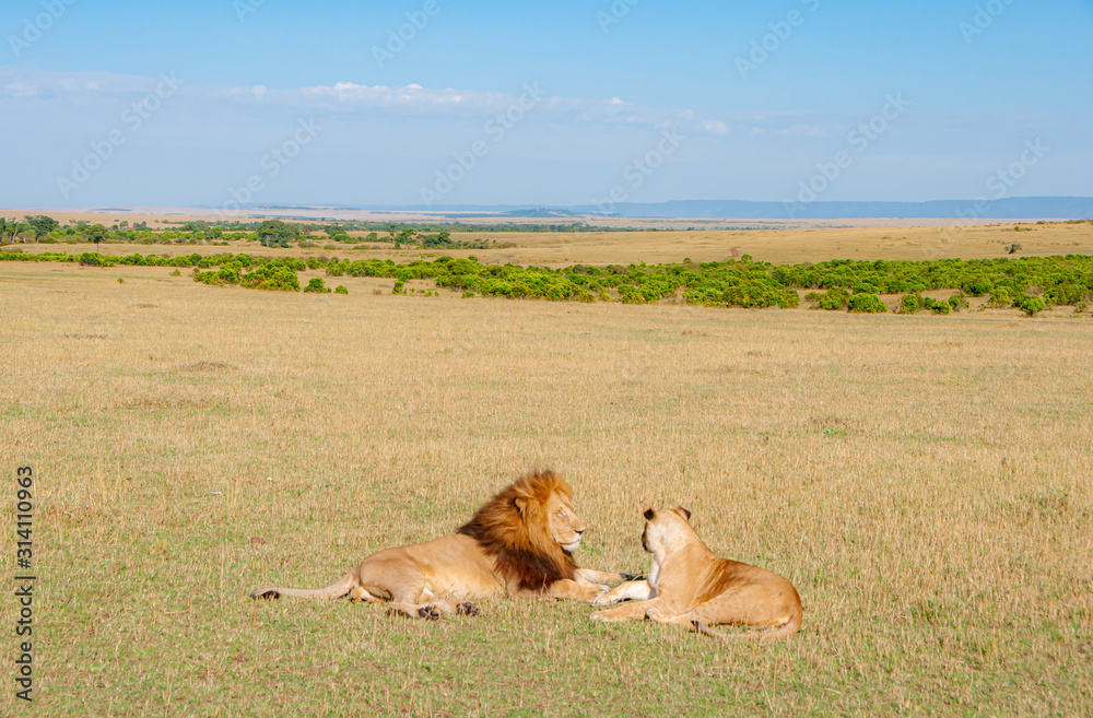 Couple of Lions seen on Safari in Serengeti Plains in Tanzania, Africa Couple of Lions seen on Safari in Serengeti Plains in Tanzania, Africa