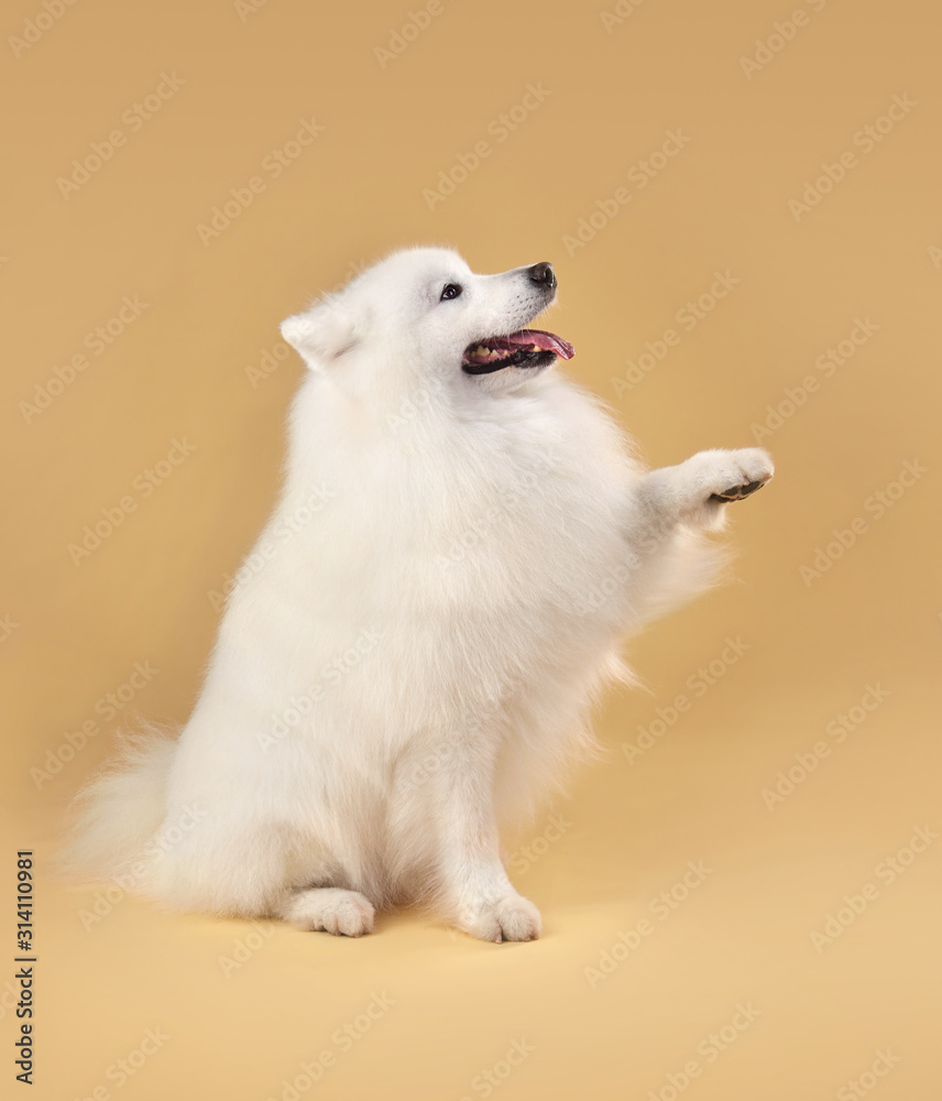 Funny Samoyed dog Funny Samoyed dog