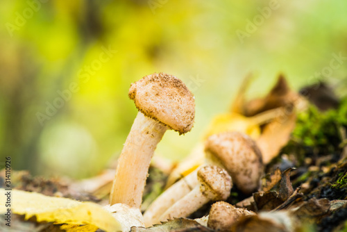 Wild honey fungus (Armillaria mellea) mushrooms in the forest. Selective focus. Shallow depth of field.