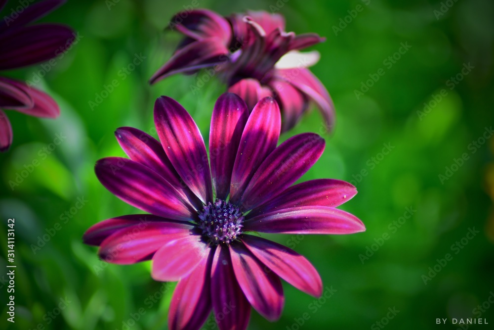 Obraz premium Blumen farbkontrast