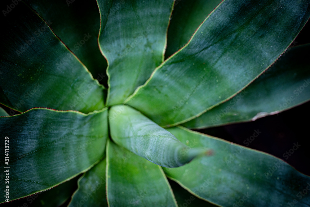 Obraz premium aloe plant close up in the detail
