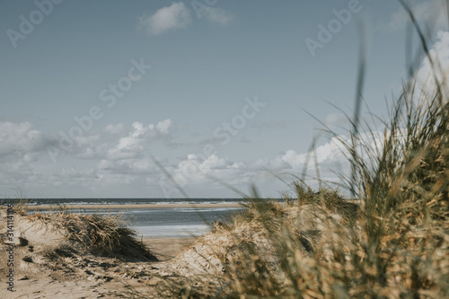 Fototapeta Naklejka Na Ścianę i Meble -  Marram grass and sand dunes on sandy beach of Northern sea on Rømø island in Denmark during the windy day with blue cloudy sky above in muted colors