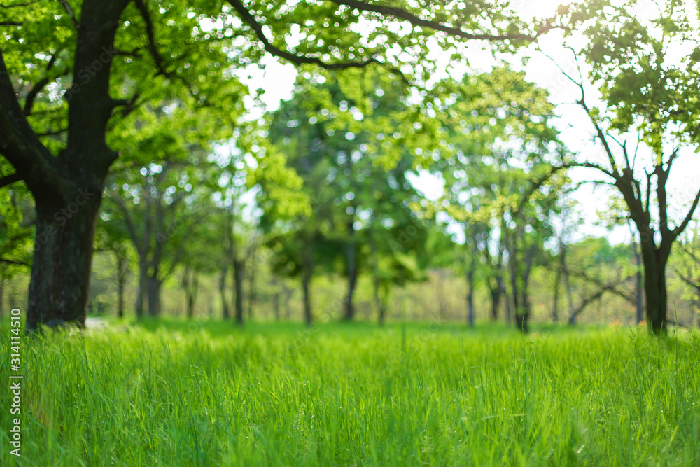 Fresh green grass among trees in spring forest Fresh green grass among trees in spring forest