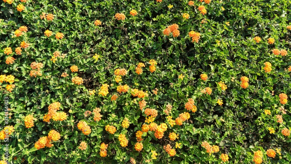Tropical yellow flowers Lantana with green leaves, Cyprus