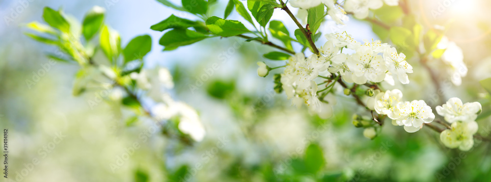 Fototapeta blurred plum tree background in bloom in spring