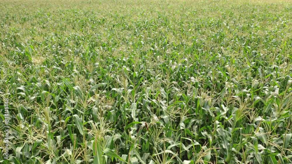 green growing ears of corn, corn field, airplane green growing ears of corn, corn field, airplane
