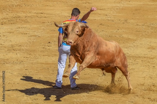bull in desert
