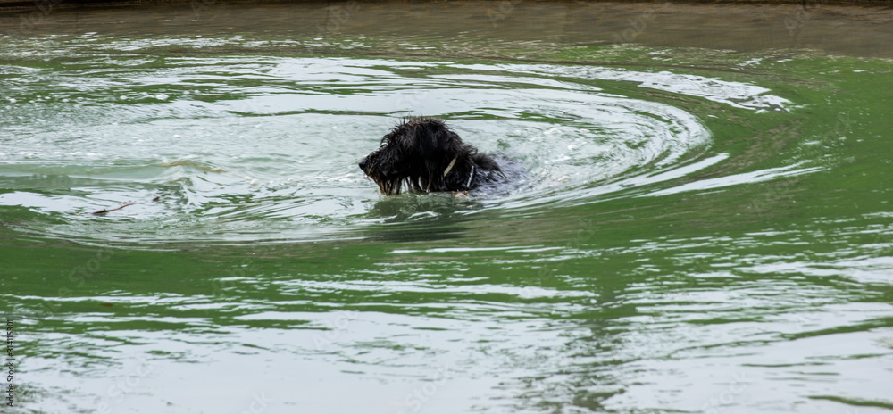 Fototapeta premium Perro en el agua