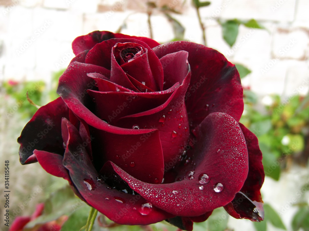 Dark Red Rose" Images – Browse 50 Stock Photos, Vectors, and | Stock