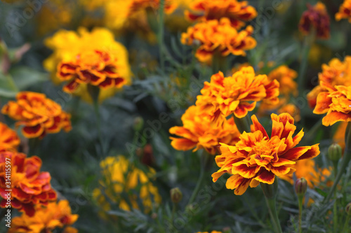 Flowers of Tagetes patula close-up. French marigold in bloom. Floral background