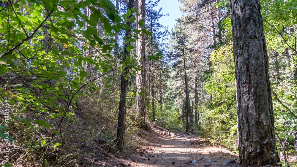 Beautiful green forest in Cyprus, close to Mountain Troodos, huge pine trees Beautiful green forest in Cyprus, close to Mountain Troodos, huge pine trees