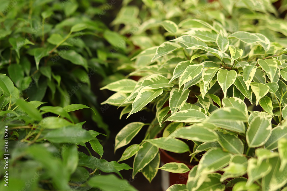 Houseplant in pot selected focus glare green fresh