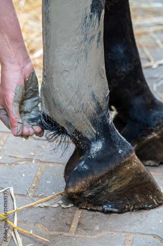 Hand of a woman applying gray alumina clay paste to horse's hind leg as medical treatment against tendinitis (tendon inflammation) after injury. Concept of animal health care, veterinarian treatment.