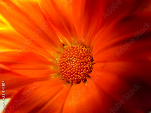 Orange calendula flower detail