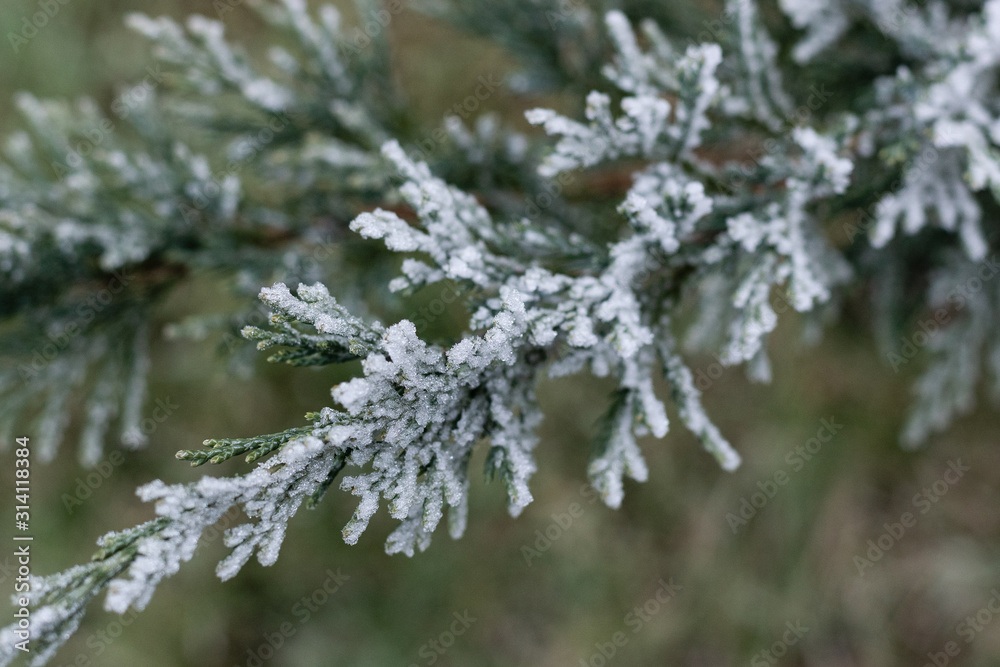 Close up shot of a frozen evergreen branch. Close up shot of a frozen evergreen branch.