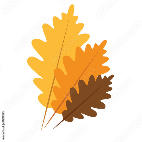 Isolated autumn leaf icon