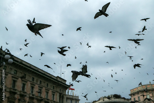 A lot of pigeons flying above the people and roofs of the houses in Milan in Italy during the gloomy rainy day.