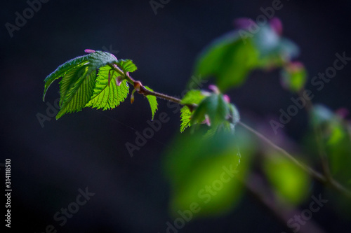 bokeh leaf green purple bud